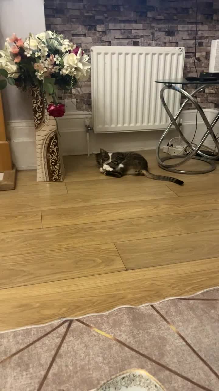 Domestic Shorthair cats for sale: pixie  in London - Video 2