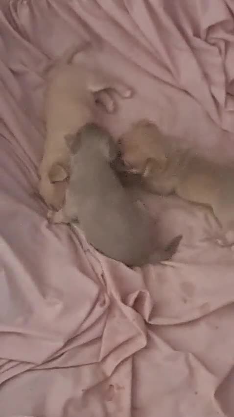 Chihuahua dogs for sale: 3 beautiful chiwawa boys for sale in Gloucester - Video 1
