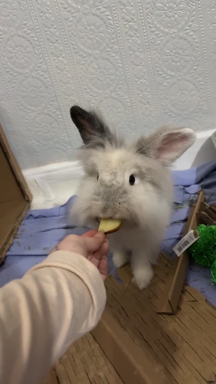 Lionhead rabbits for sale: Scout - lion head mix  in Brierley Hill - Video 2