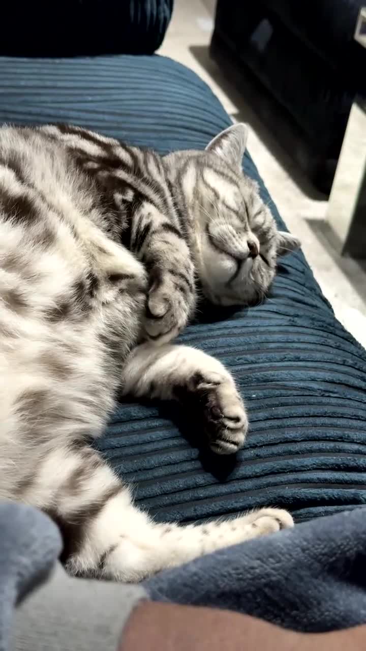 British Shorthair cats for sale: 5 year old British shorthair - Beau  in Solihull - Video 1