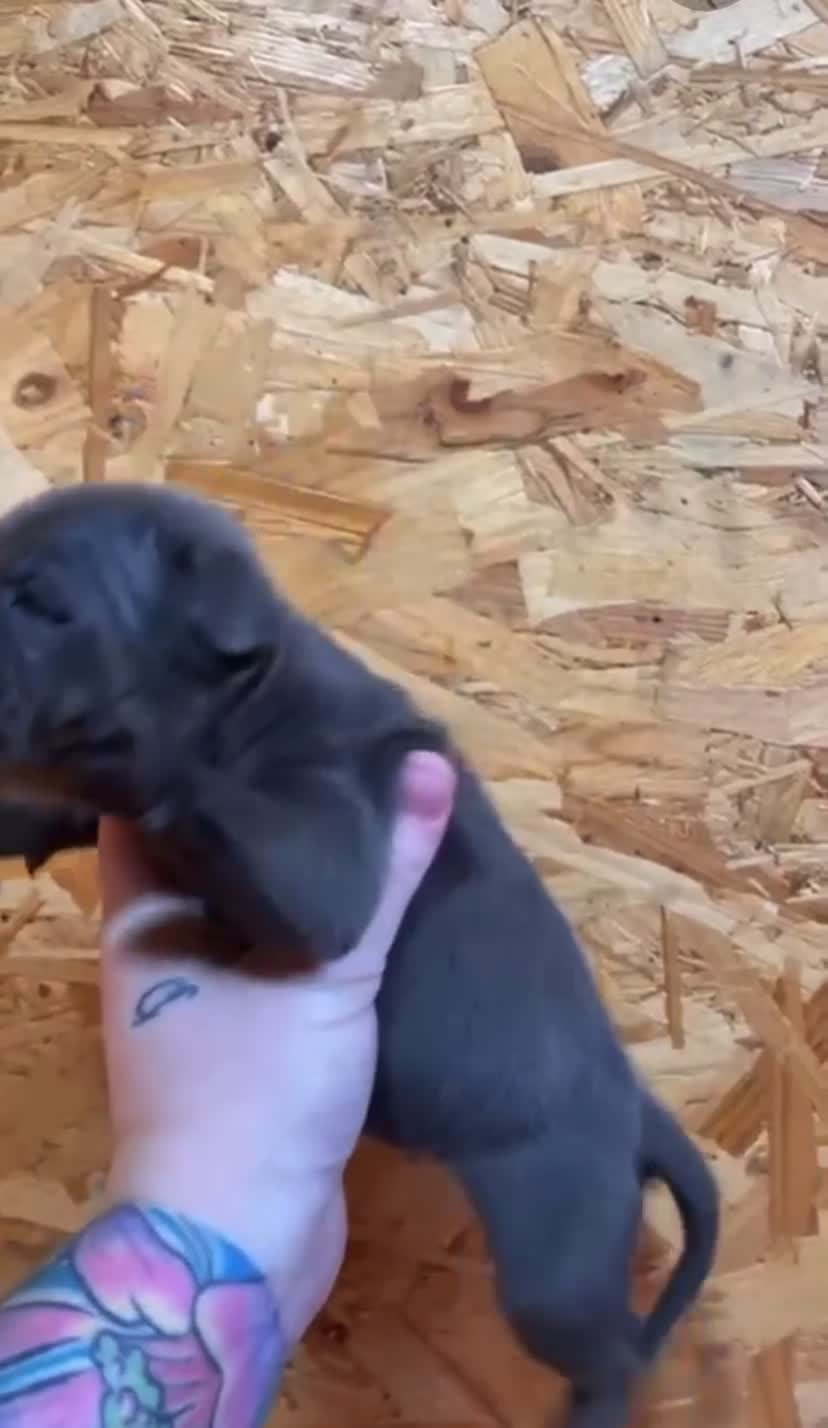 Staffordshire Bull Terrier dogs for sale: 🐶WORMED STAFFORDSHIRE BULL TERRIER PUPPIES 🐶 - Video 3