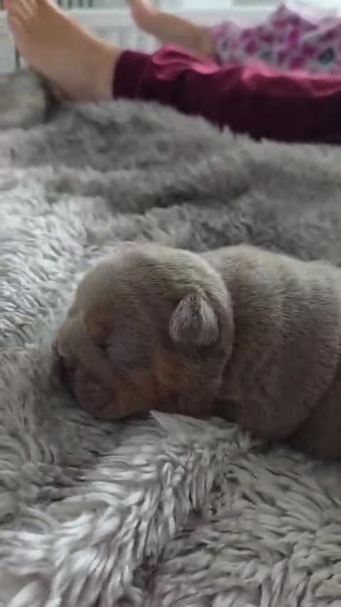 English Bulldog dogs for stud: Larry - Video 2