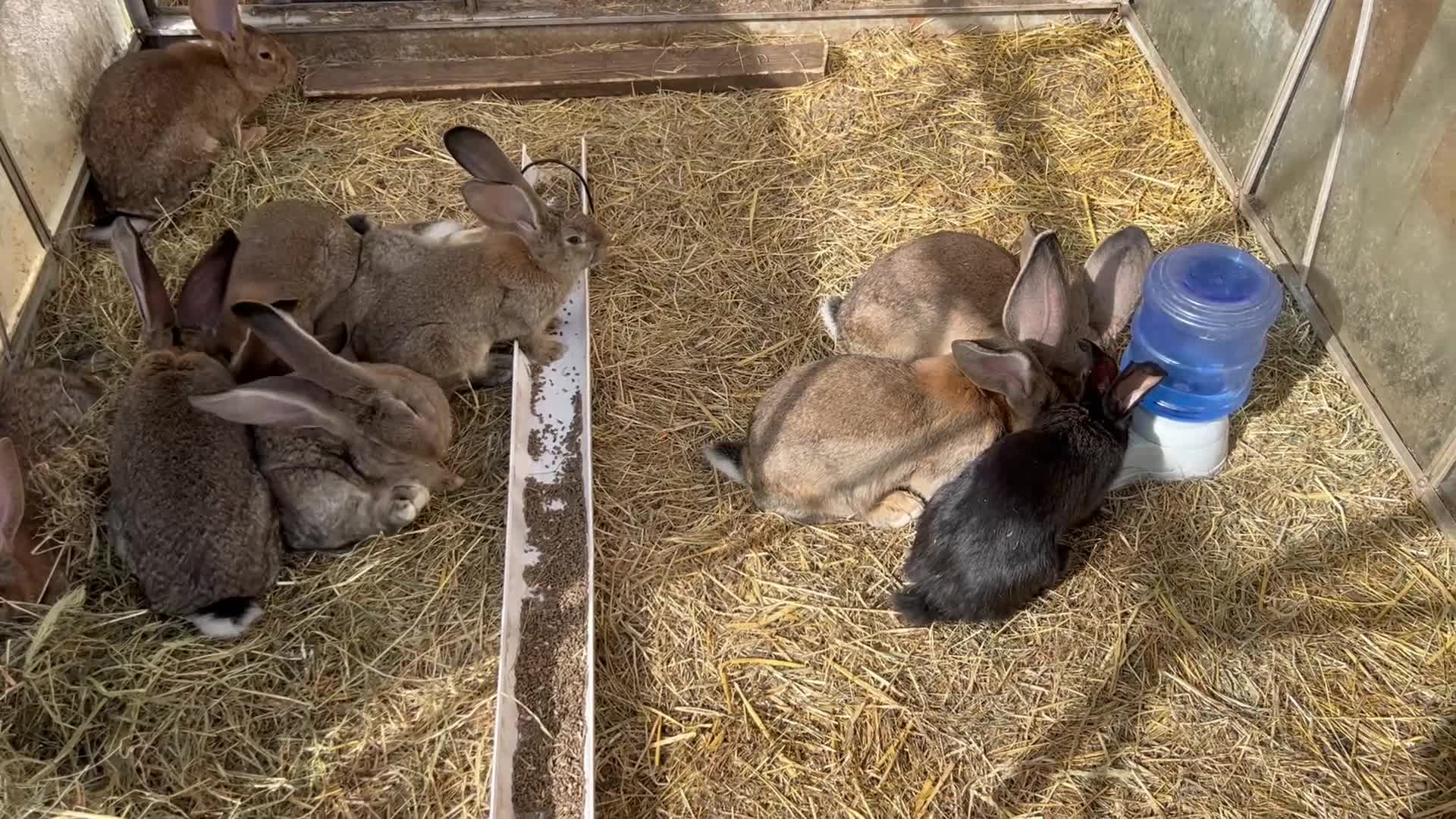 Continental Giant rabbits for sale: Giant continental  - Video 1
