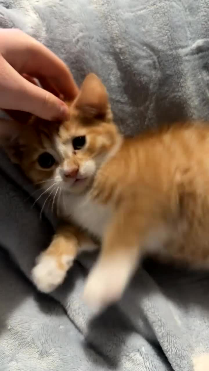 Domestic Shorthair cats for sale: kitten  - Video 1