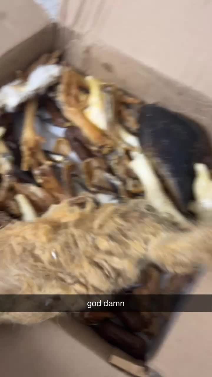 Mixed Breed dogs for stud: Cane corso x black lab - Video 4