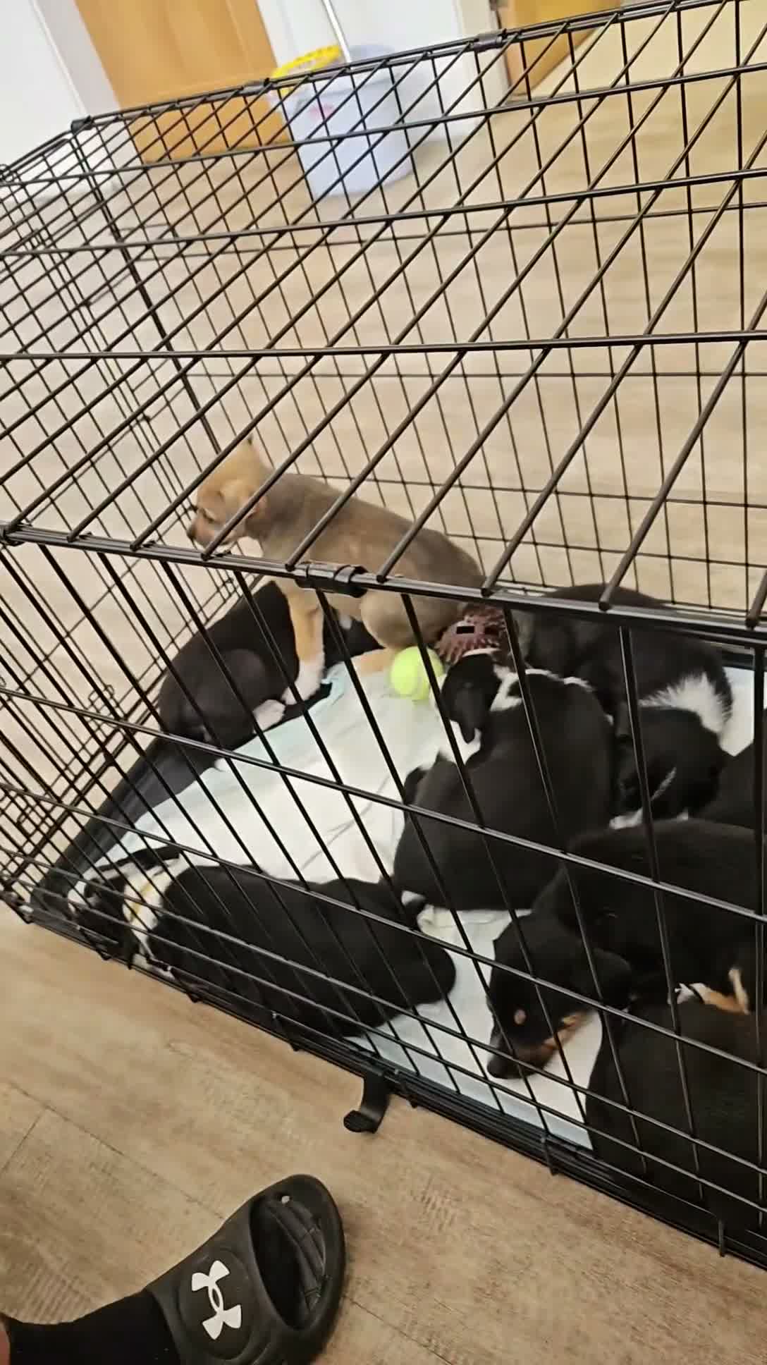 Border Collie dogs for sale: Active puppies looking for homes - Video 2