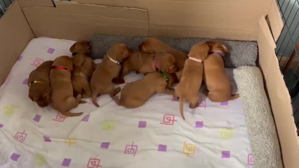 Labrador Retriever dogs for stud: Fox Red Labrador Stud Dog Available for studding - Video 1