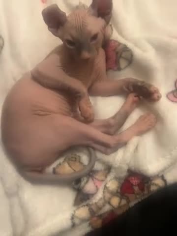 Sphynx cats for sale: Pippin Canadian elf  - Video 1