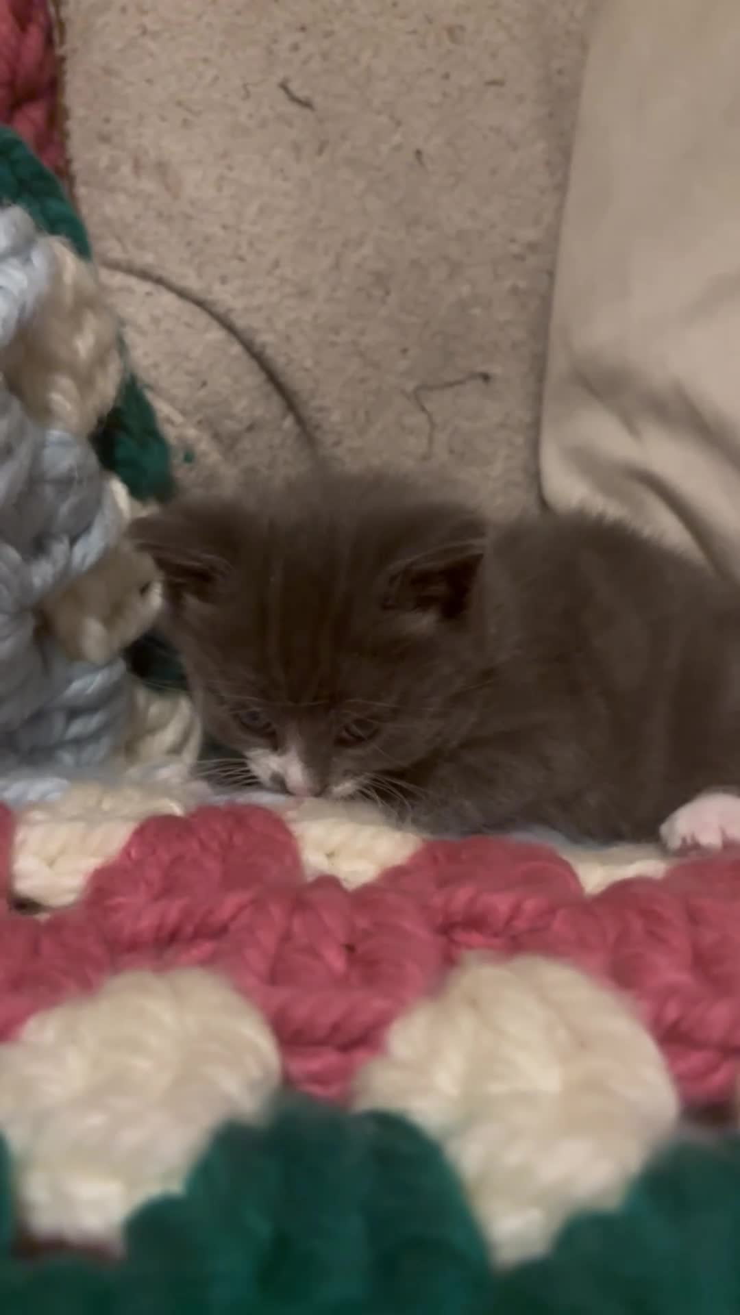 Domestic Shorthair cats for sale: Beautiful kittens looking for their forever homes - Video 2