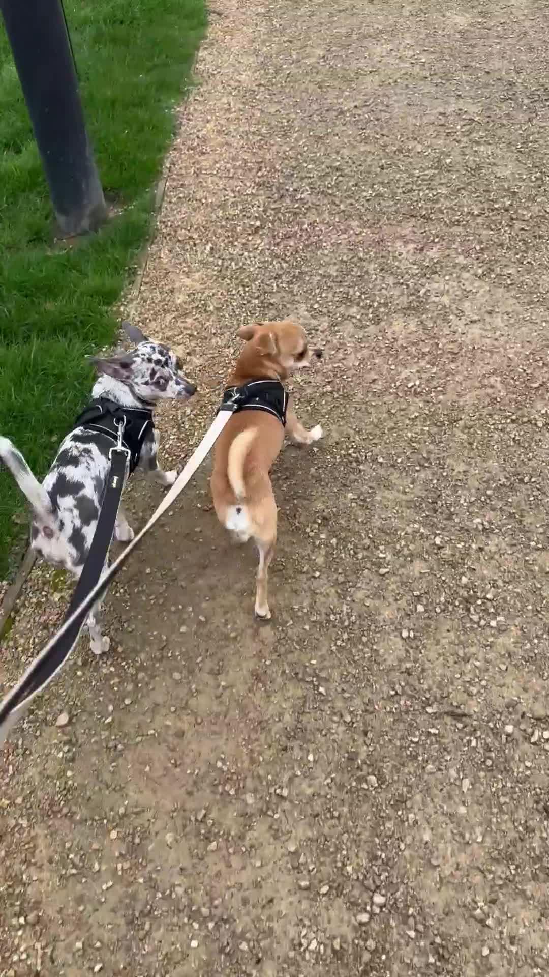 Chihuahua dogs for sale: Beautiful sweet Chihuahua for sale  - Video 1