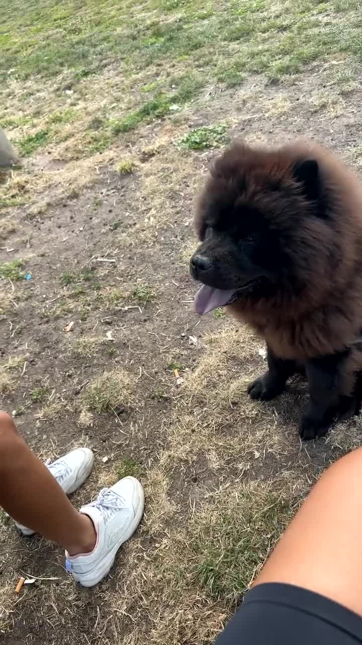 Chow Chow dogs for sale: Loving Chow Chow - Video 1