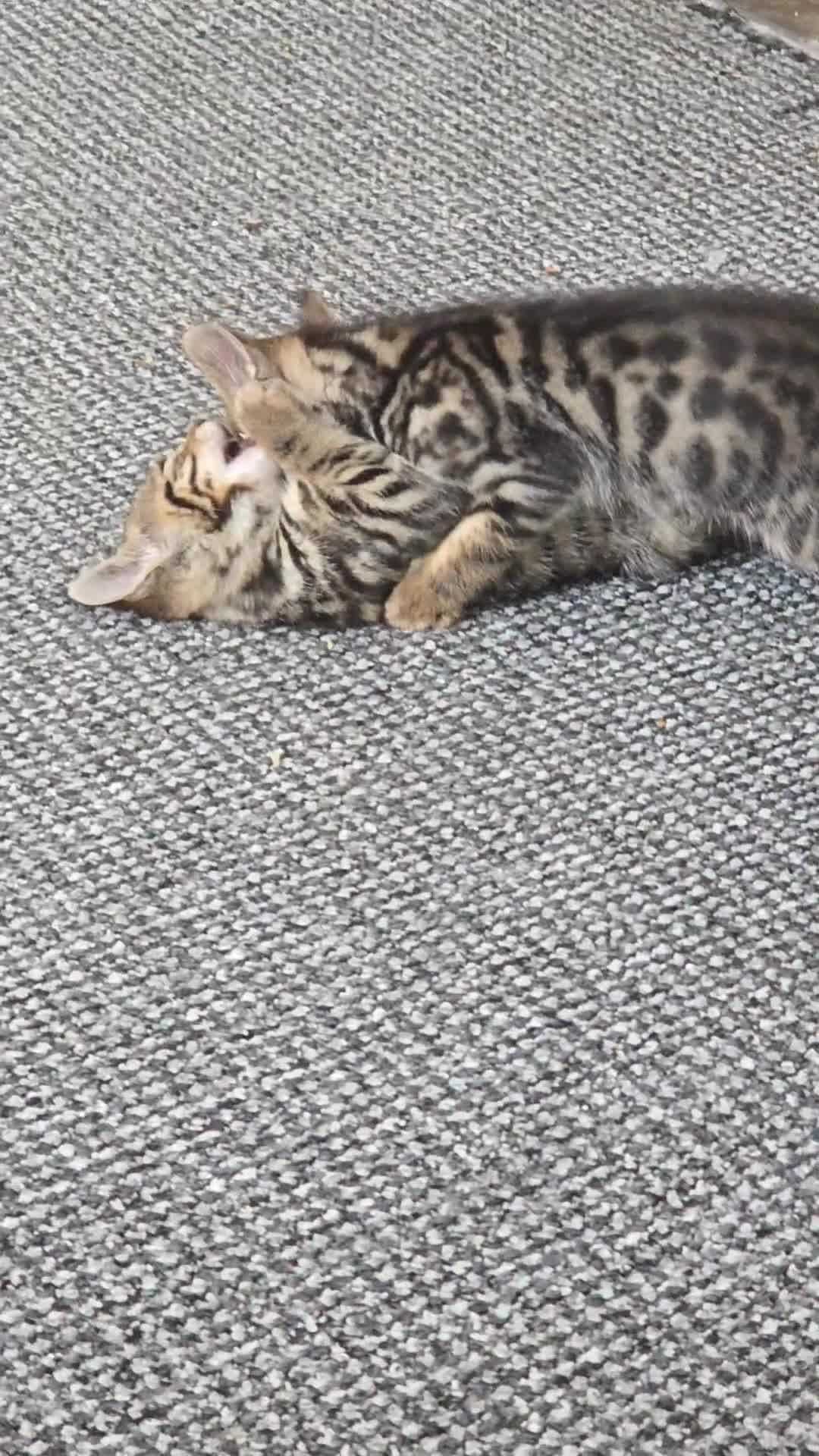 Mixed Breed cats for sale: Tabby x Bengal Kittens 🐾 - Video 2