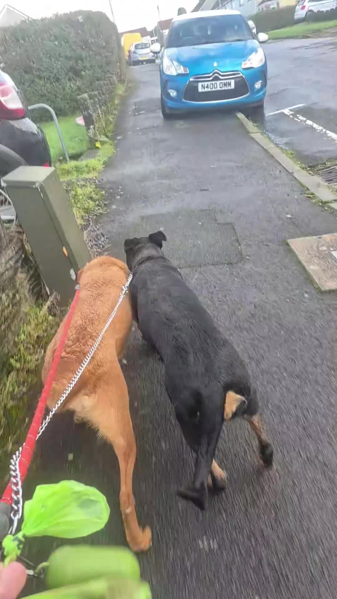 Mixed Breed dogs for sale: Rottweiler x gsd x malinois - Video 1