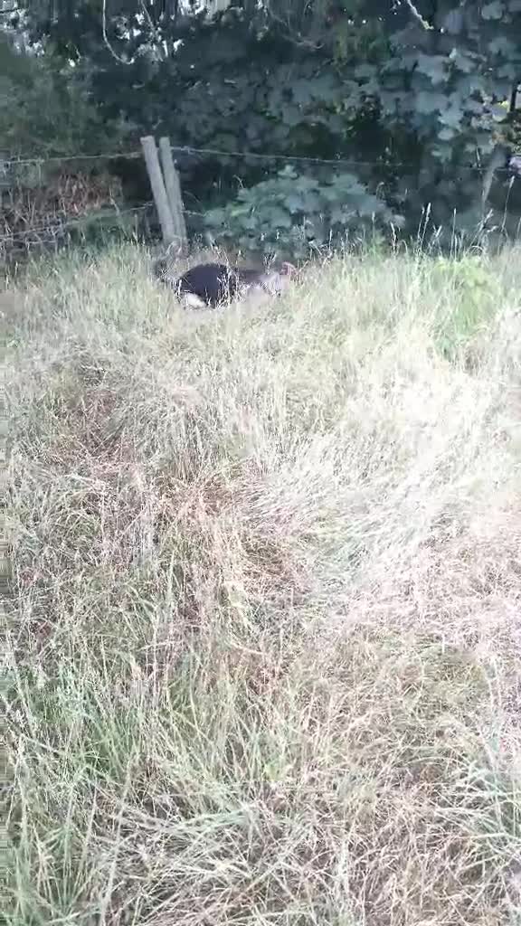Mixed Breed dogs for sale: 10 month old German shepherd cross Sammy - Video 1
