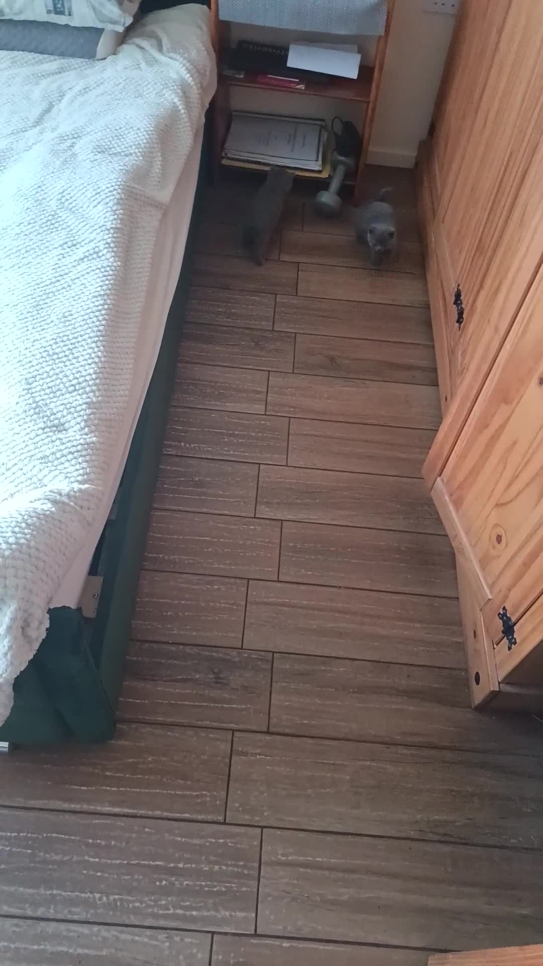 British Shorthair cats for sale: British short hair kittens  - Video 1