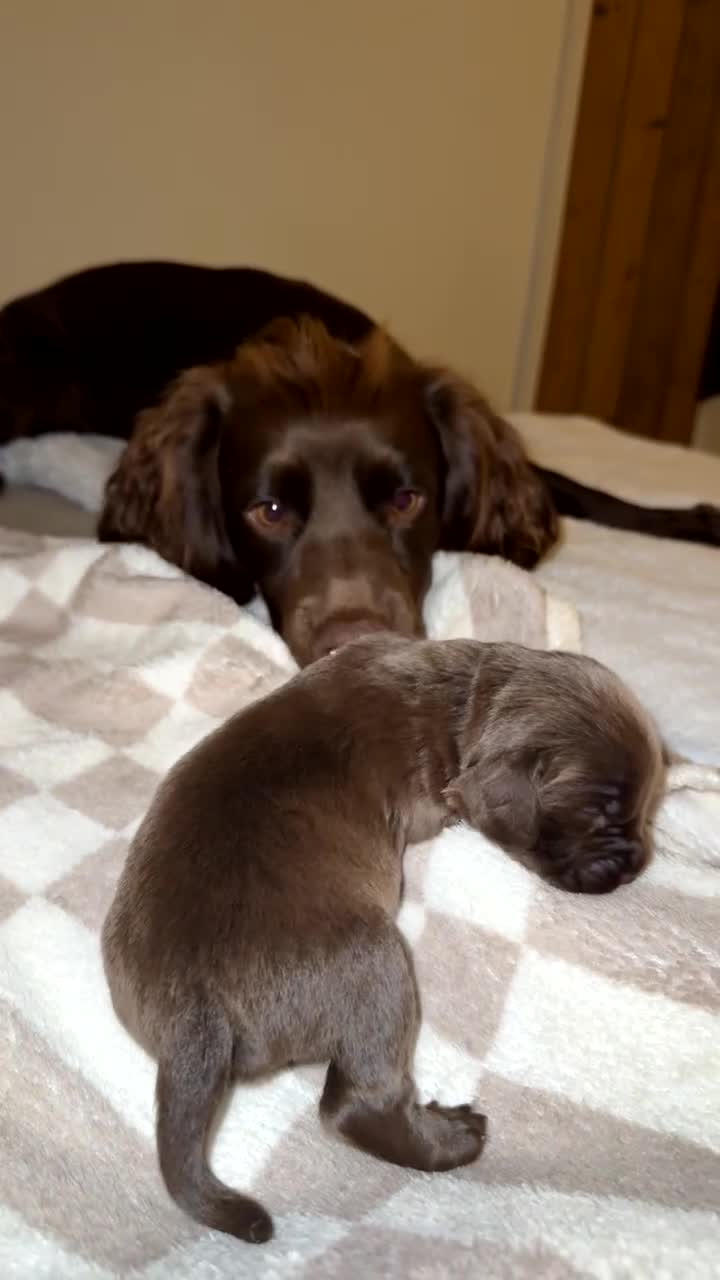 Mixed Breed dogs for sale: Exceptional Chocolate Working Sprocker Puppies - Video 1