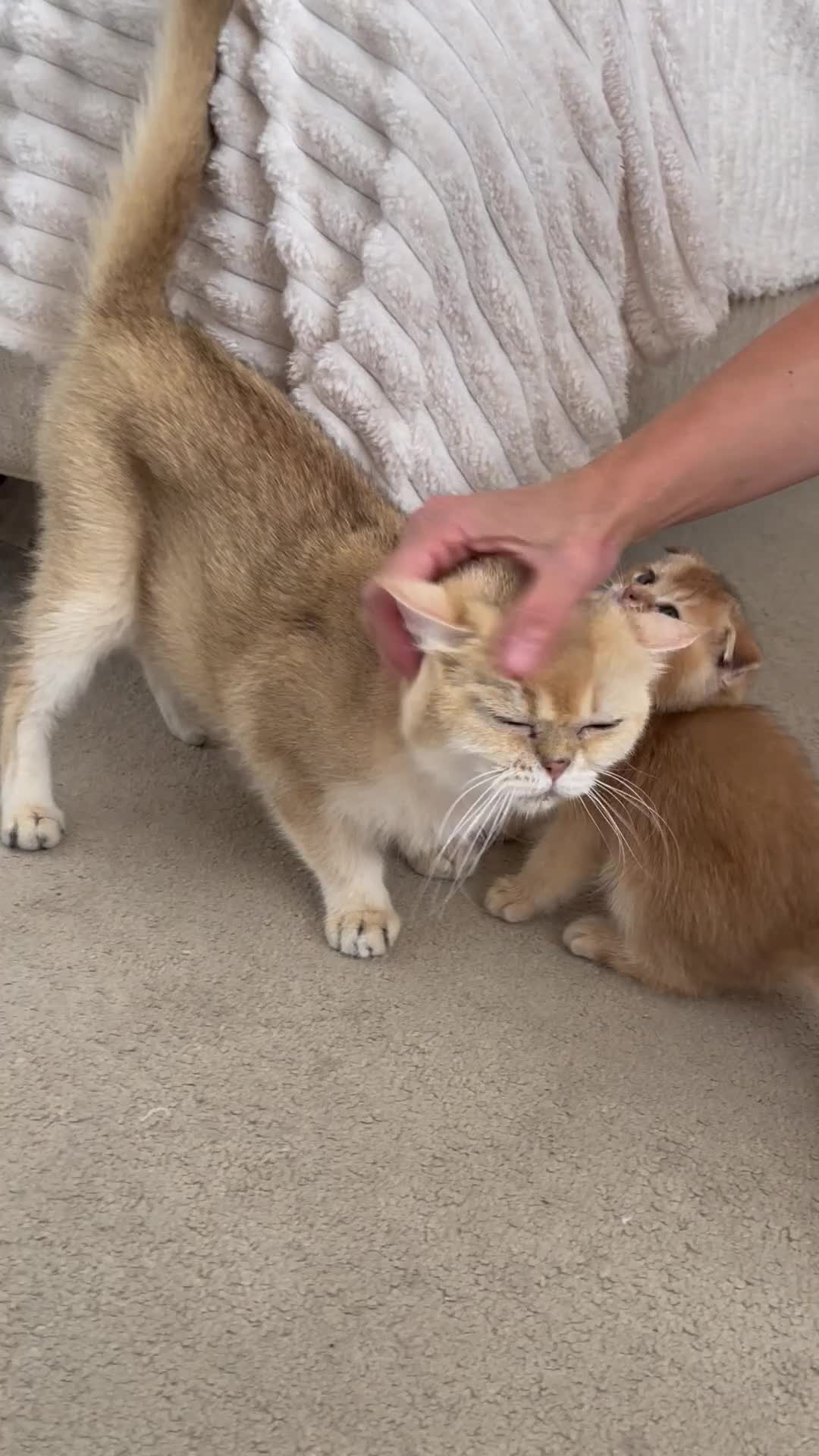 Scottish Fold cats for sale: LOVELY PUREBRED SCOTTISH FOLD GOLDEN KITTENS  - Video 2