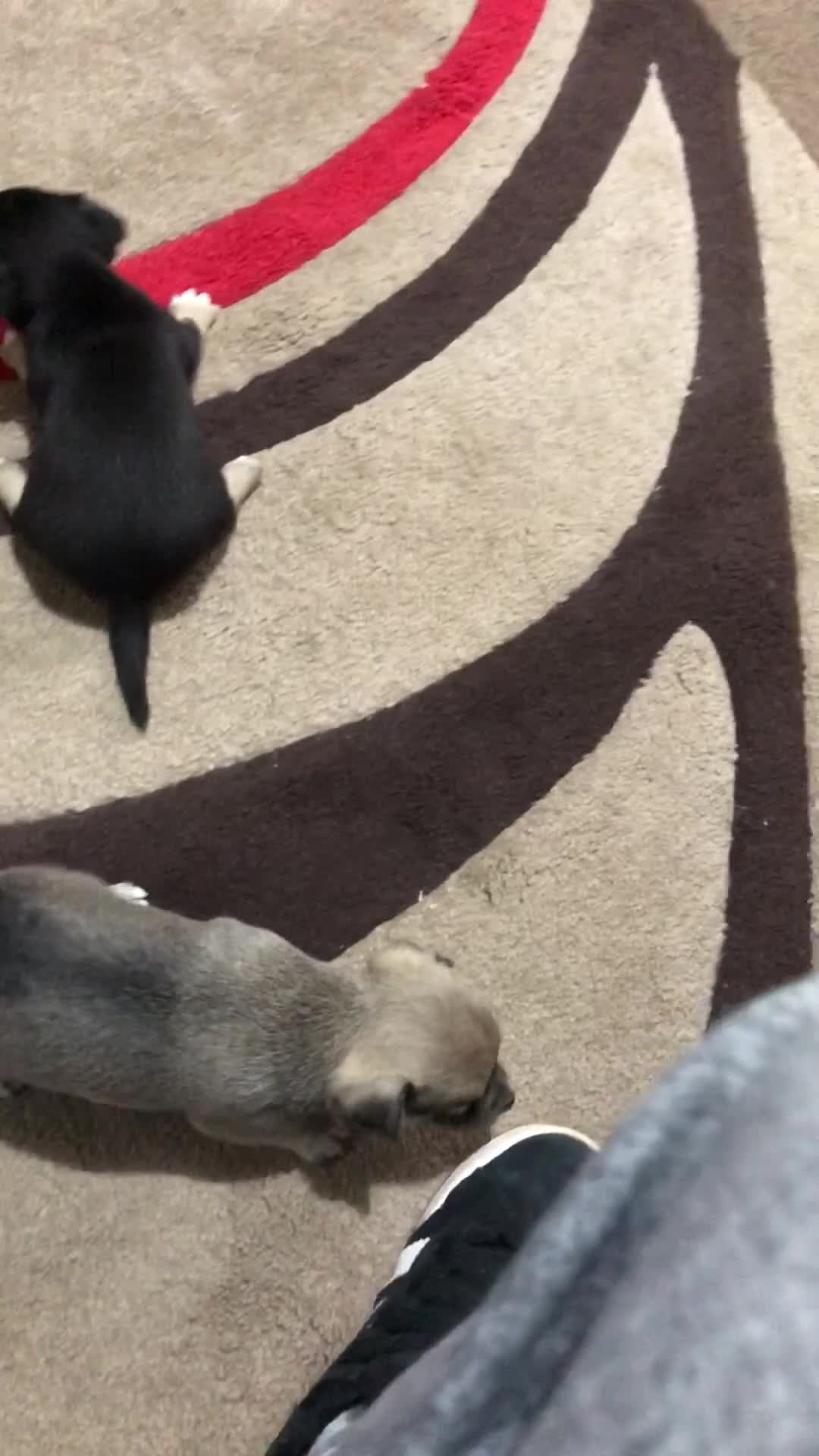 Chihuahua dogs for sale: Cute chihuahuas  - Video 1