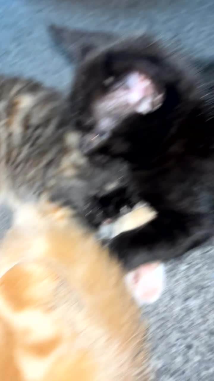 Mixed Breed cats for sale: 2 male 2 female kittens  - Video 1