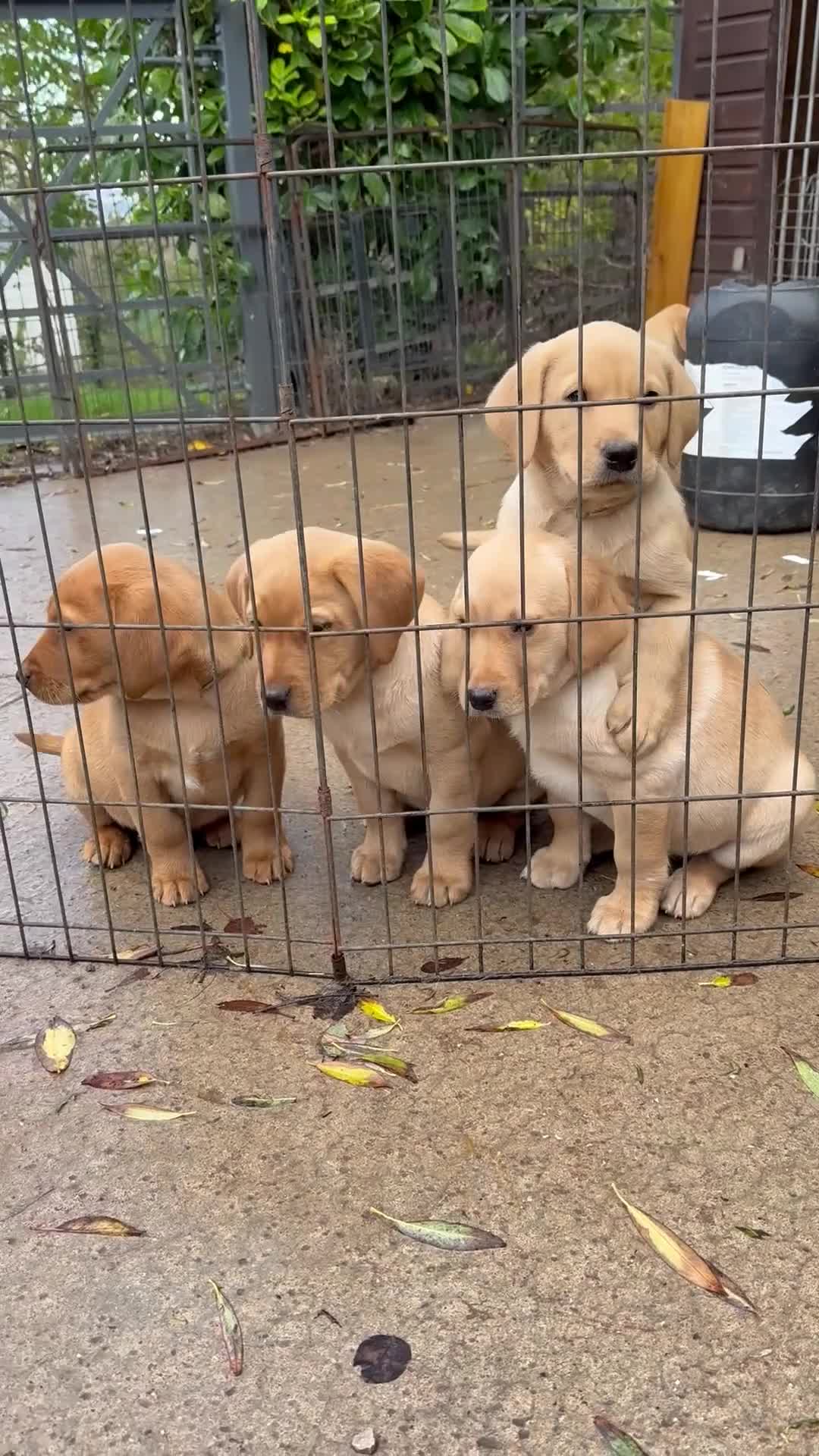 Labrador Retriever dogs for sale: One superb chunky boy - Video 3