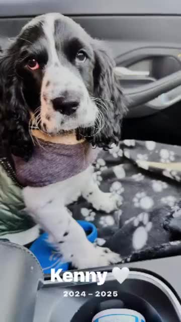 Cocker Spaniel dogs for stud: KC registered Show cooker spaniel male for stud - Video 1
