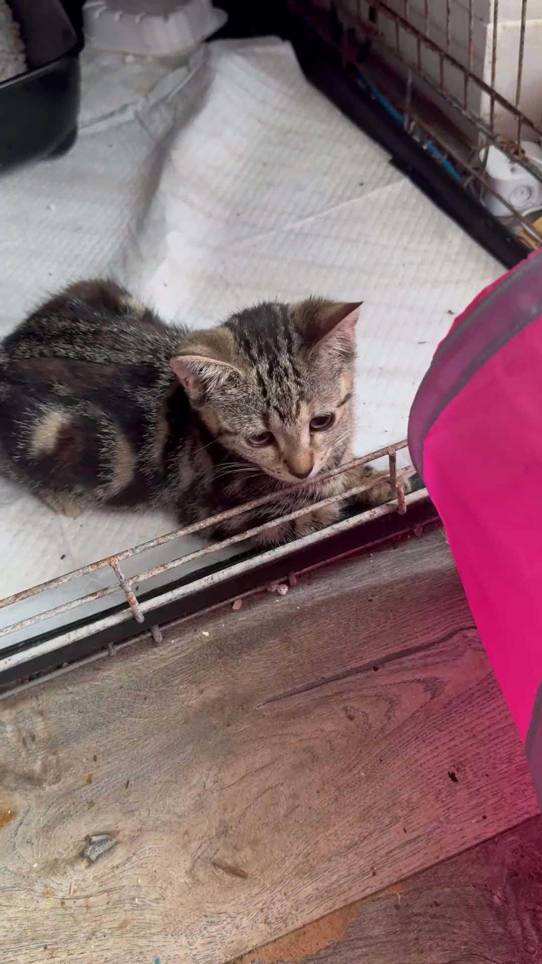 Domestic Shorthair cats for sale: Gorgeous brown tabby girl  - Video 3