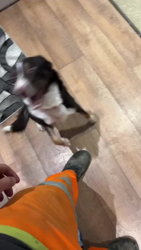 Mixed Breed dogs for adoption: MAXI COLLIE/KELPIE FOR ADOPTION IN CORNWALL/DEVON - Video 5