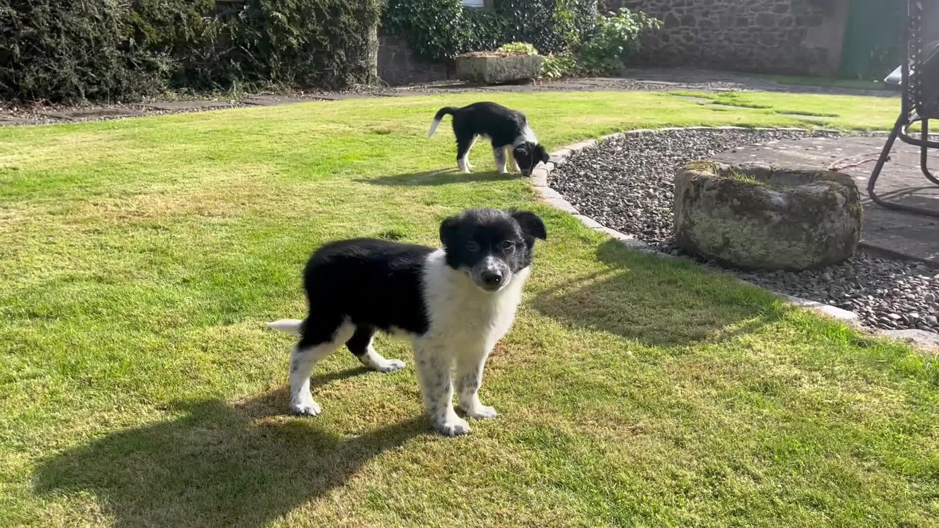 Border Collie dogs for sale: Farm reared Collie pups in Biggar - Video 1
