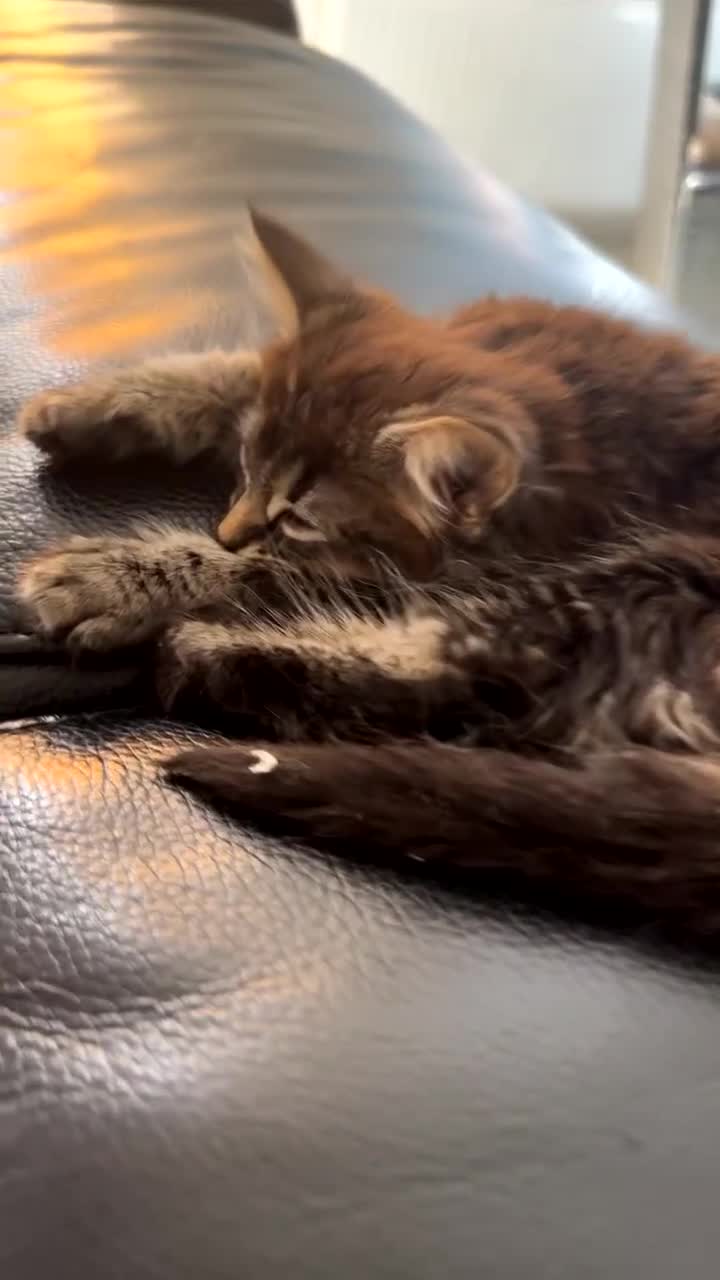 British Shorthair cats for sale: 🐾 Grey/white Tabby Kitten with White Markings - Video 3