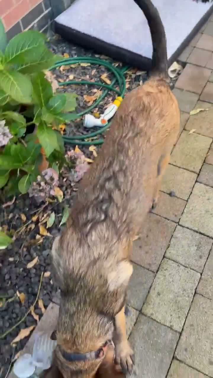 Belgian Shepherd Dog dogs for sale: KC Reg Belgian Malinois puppy - Video 2