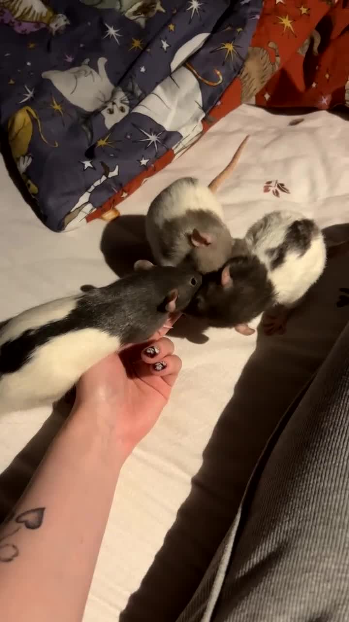 Rat rodents for sale: Dumbo Female Rats - Video 1