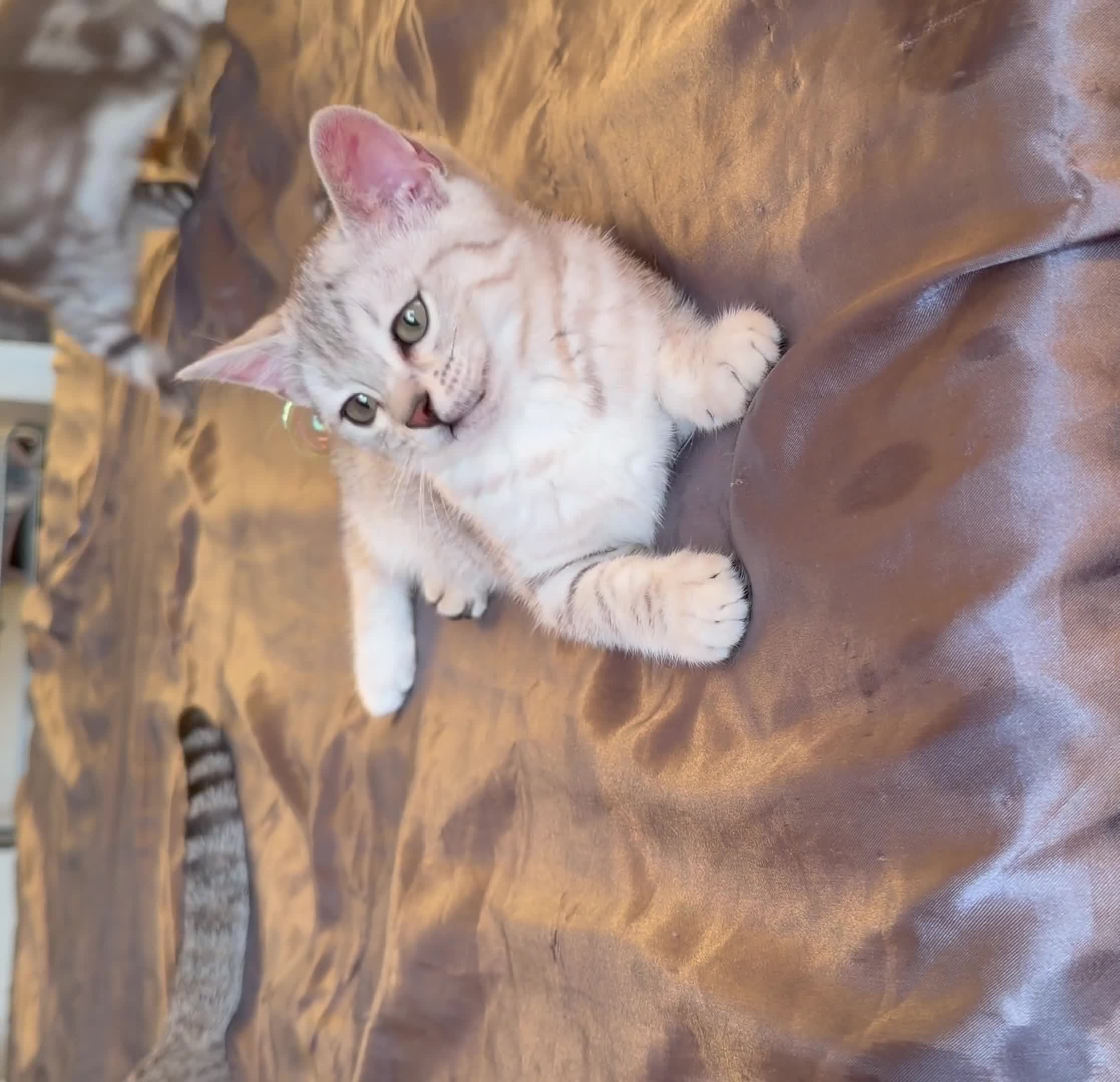 Mixed Breed cats for sale: Bengal X Scottish Straight Hybrid - Video 4