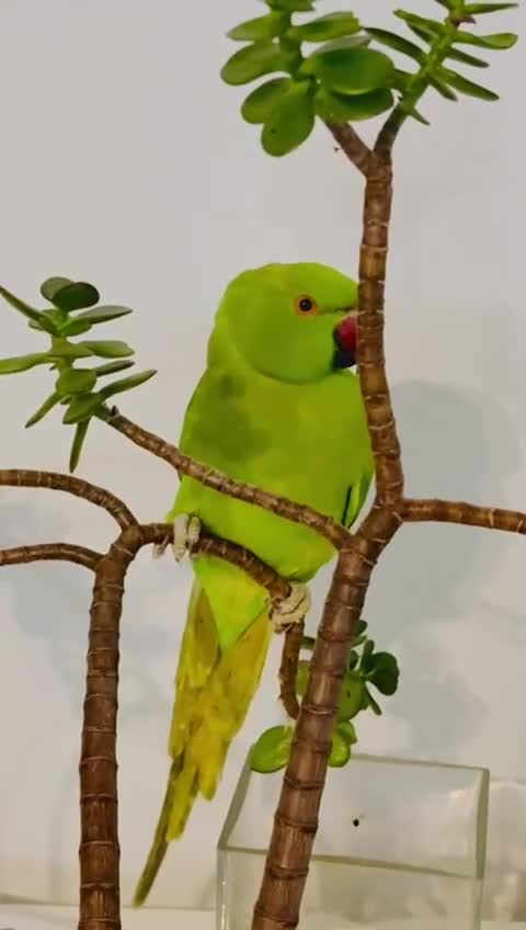Parrots birds for sale: Selling beautiful Indian ring neck parrots. - Video 2