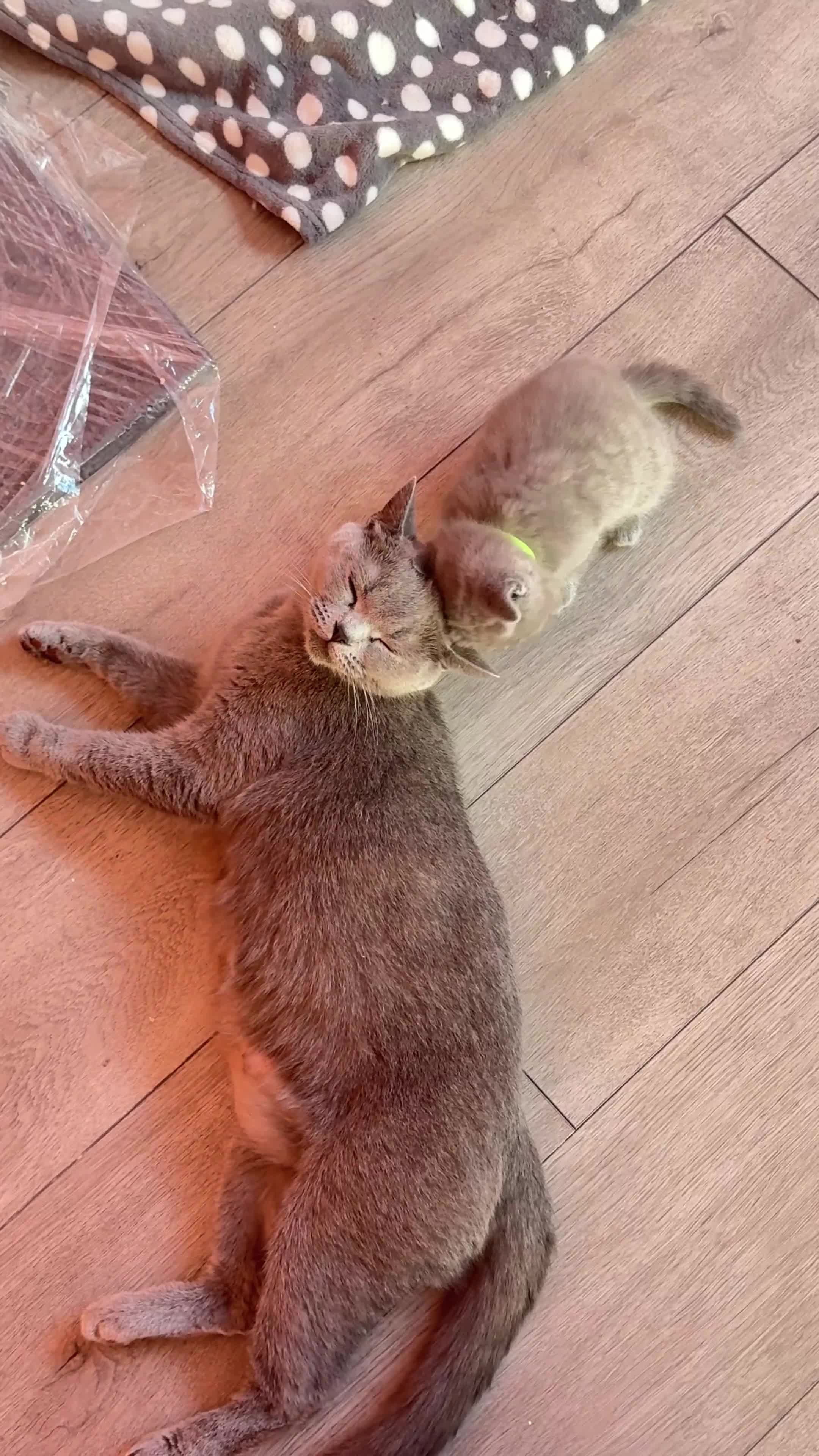 British Shorthair cats for sale: 2 BSH Kittens - 450£  - Video 2