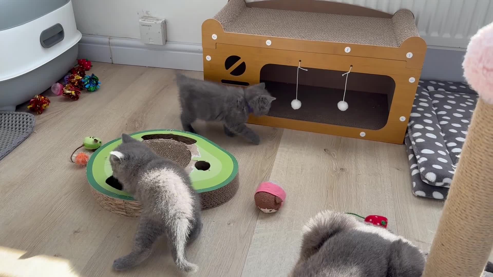 British Shorthair cats for sale: British shorthair kittens “Ready now” - Video 1