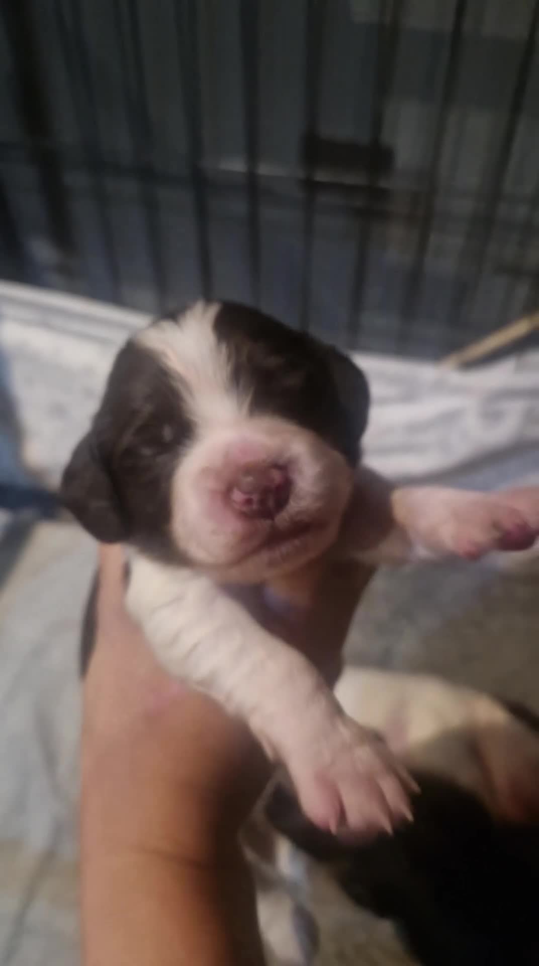 Cocker Spaniel dogs for sale: Stunning kc working cocker spaniels - Video 2