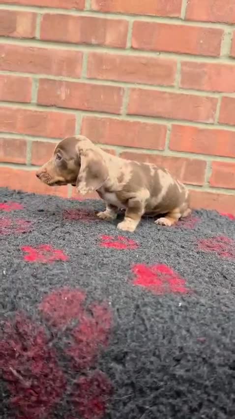 Miniature Dachshund dogs for sale: BEAUTIFUL MINIATURE DACHSHUNDS  in Basildon - Video 3