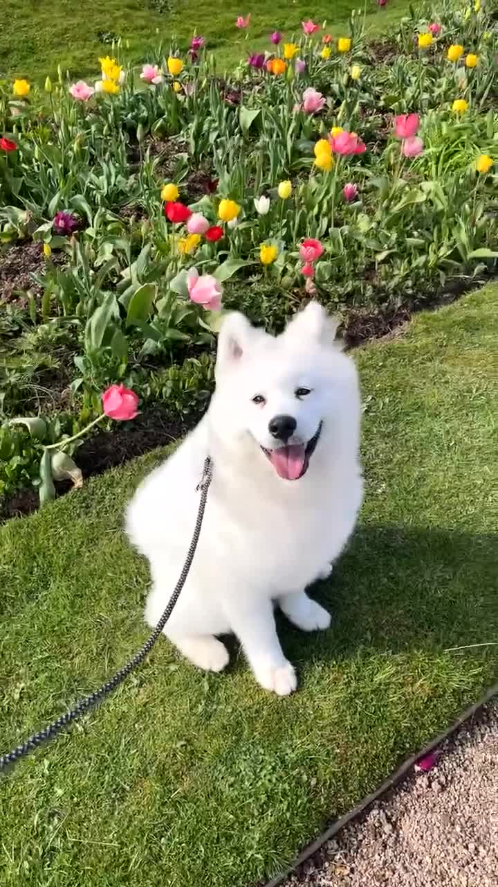 Samoyed dogs for sale: Samoyed 6 Months - Video 1
