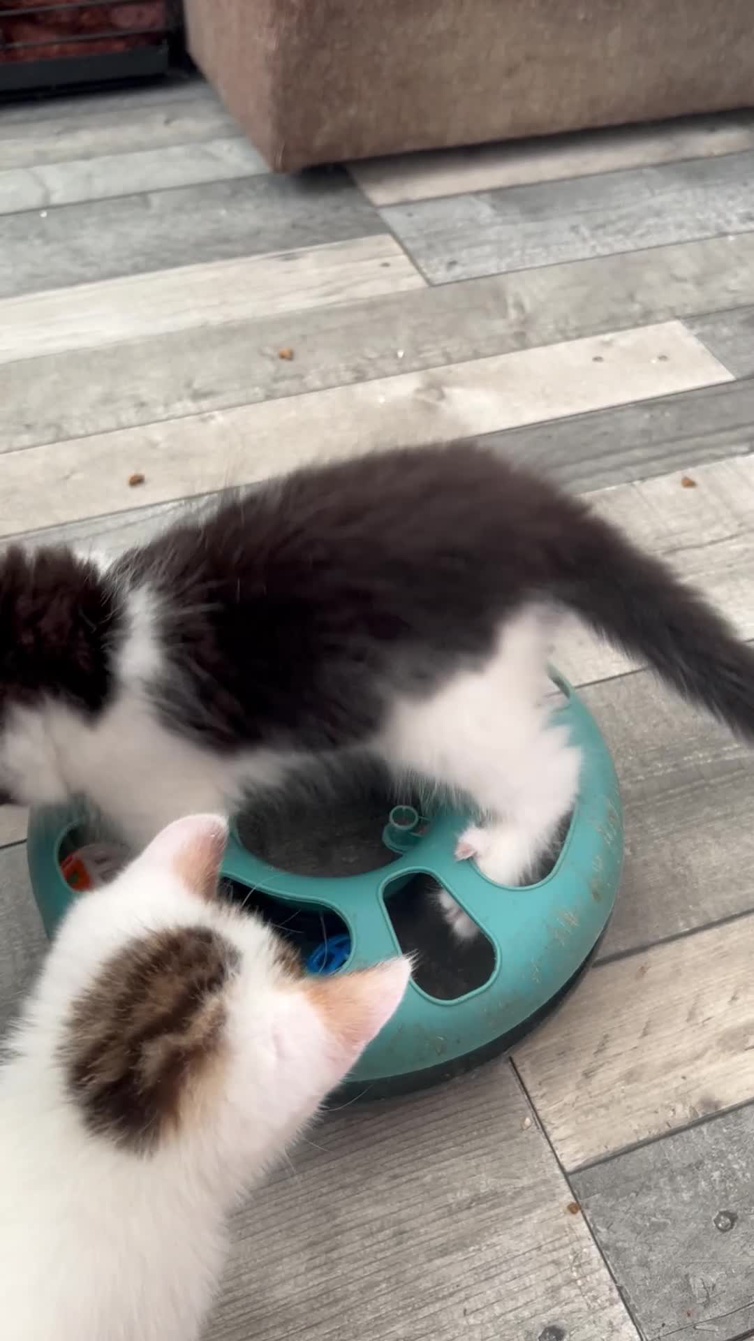 Mixed Breed cats for sale: Kittens are ready now 8 weeks old  - Video 1