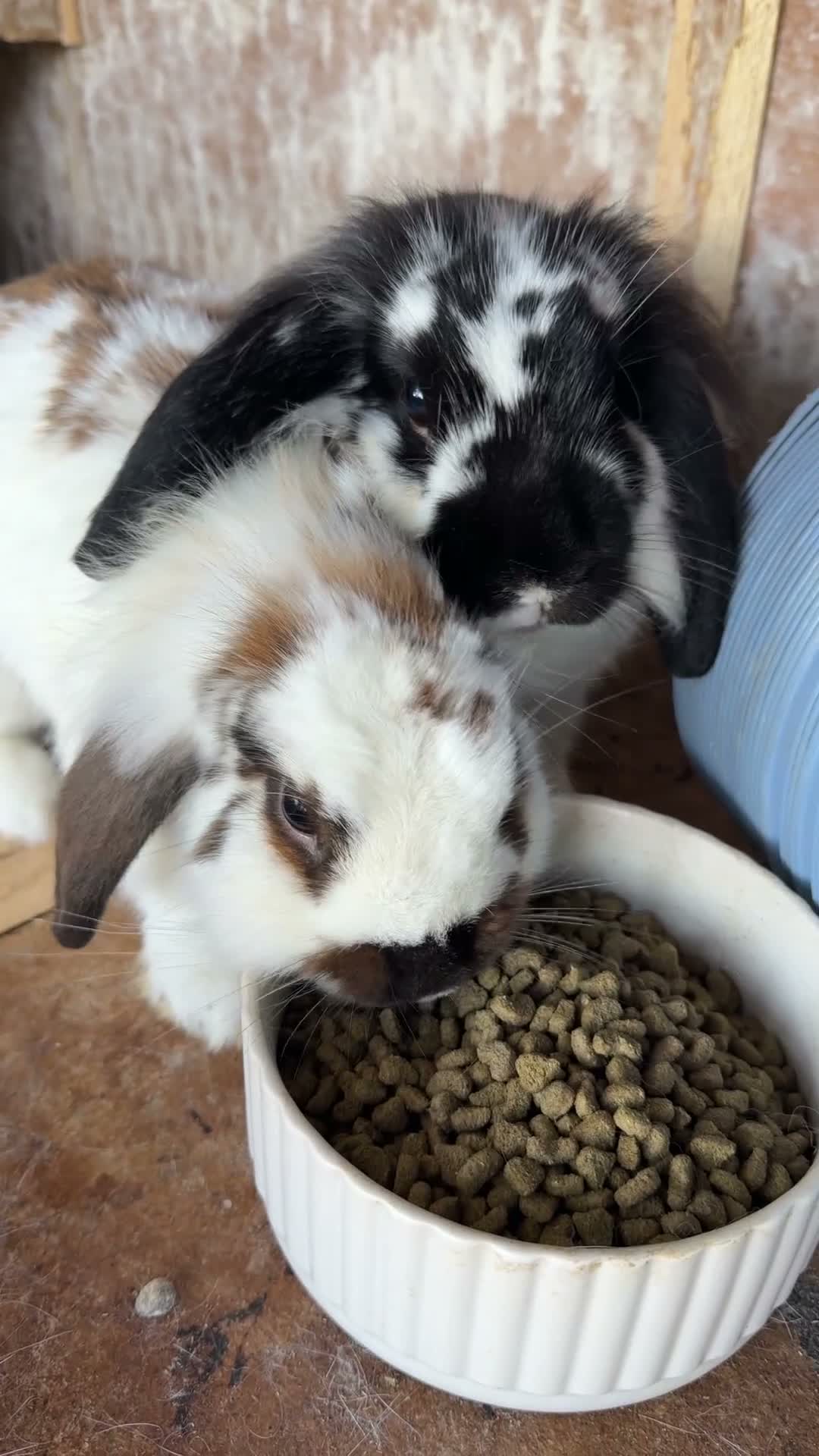Lionhead rabbits for sale: Two Lovely Lop Rabbits - Video 1
