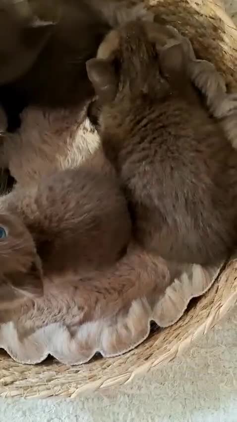 British Shorthair cats for sale: TICA Stunning Chocolate British Short Hair Kittens in Merthyr Tydfil - Video 1