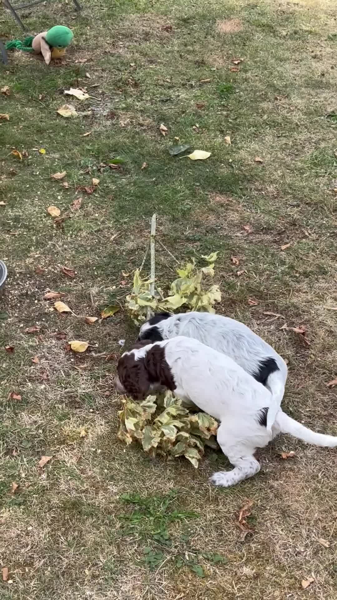 Sprocker dogs for sale: Sprocker spaniel - Video 1