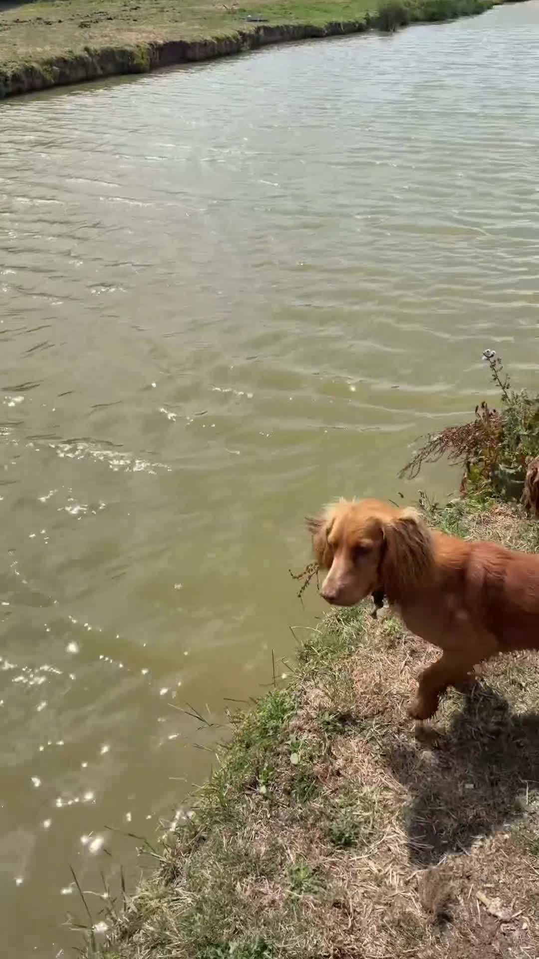 Sprocker dogs for sale: Sprocker Pups - Video 2