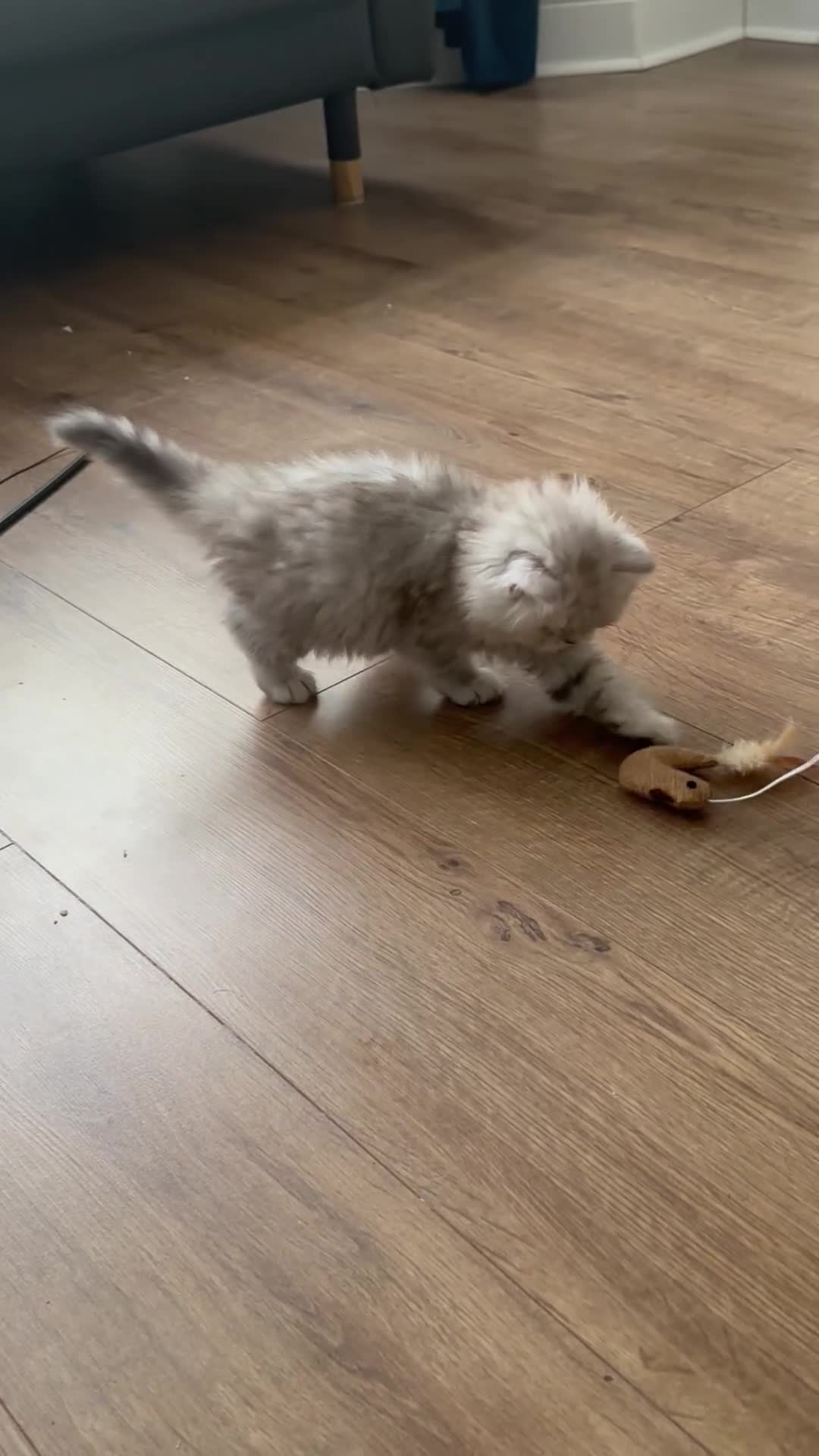 British Longhair cats for sale: Stunning fluffy Maine coon x british longhair  - Video 1