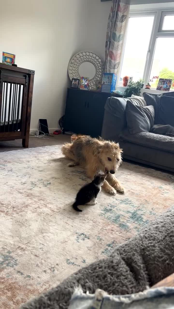Mixed Breed cats for sale: 4 beautiful kittens  - Video 1