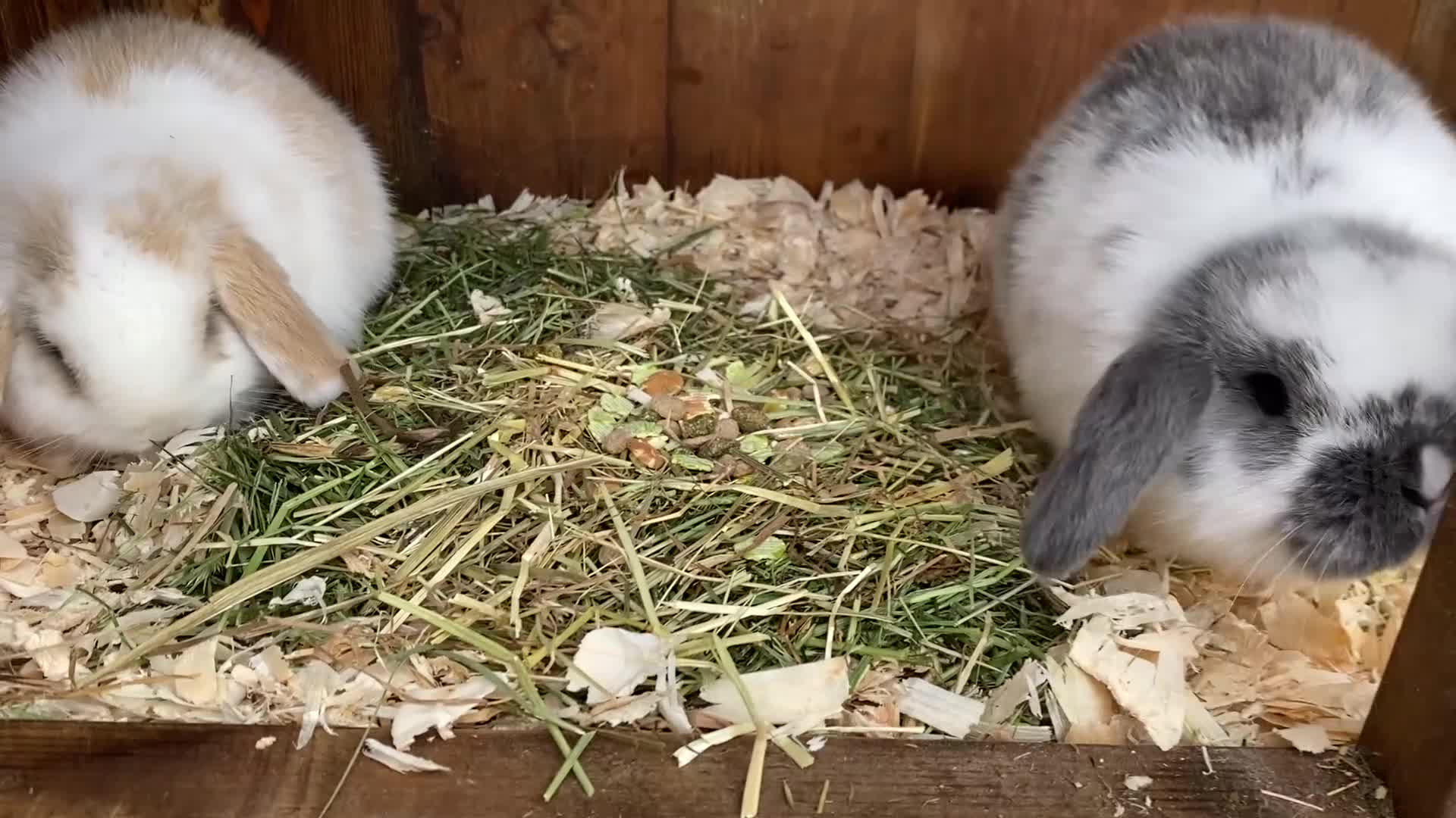Mini Lop rabbits for sale: Mini lops  ( Est since 2014 ) - Video 1