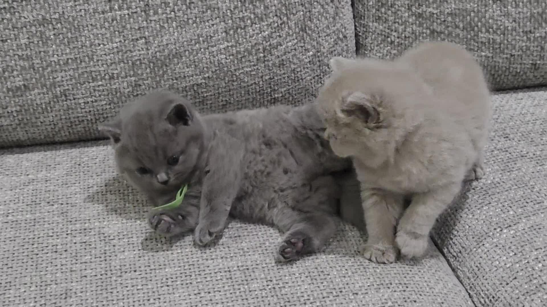 British Shorthair cats for sale: Gorgeous Pure Breed British shorthair kittens  - Video 1