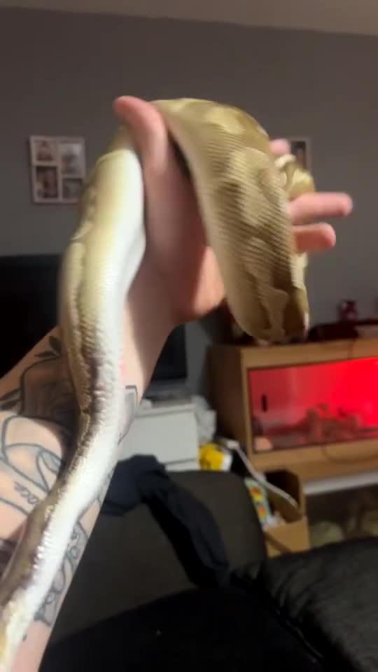 Python Snake reptiles for sale: Cinnamon lesser pos het clown  - Video 2