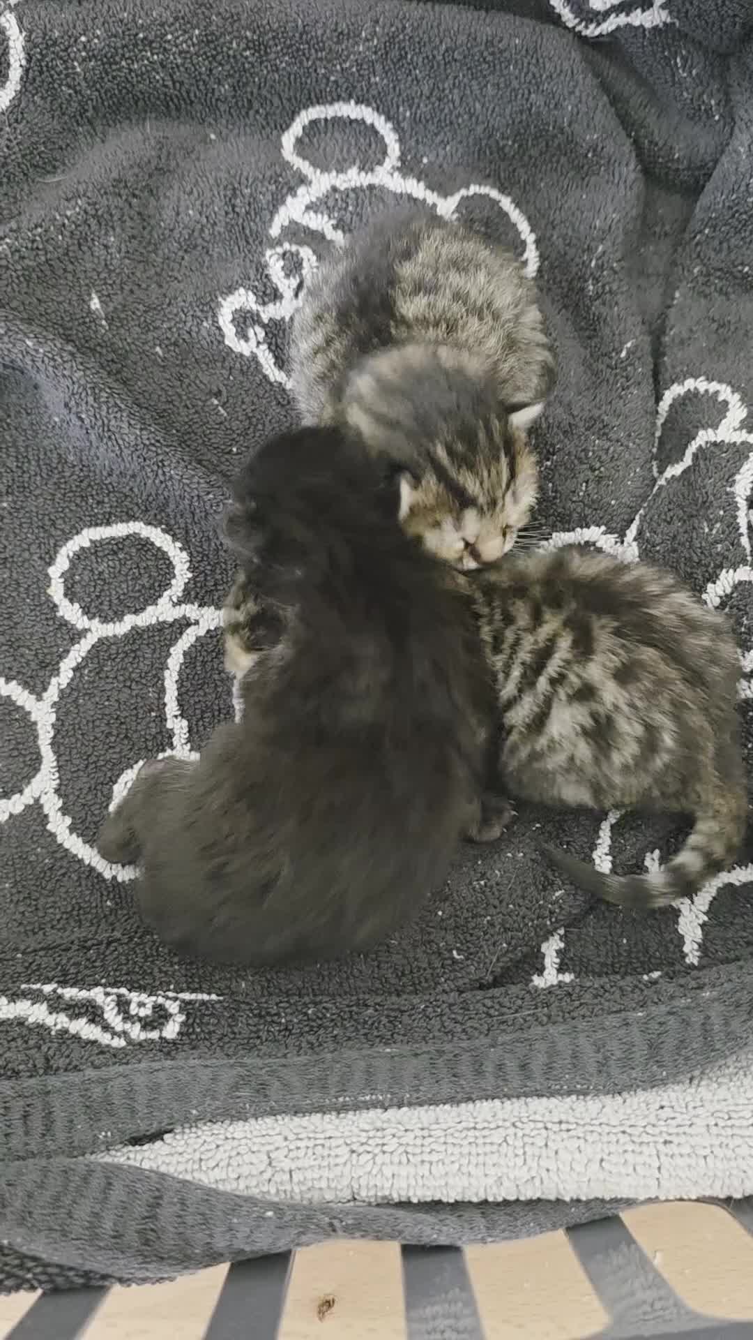 Mixed Breed cats for sale: Gorgeous kittens looking for there forever home - Video 1