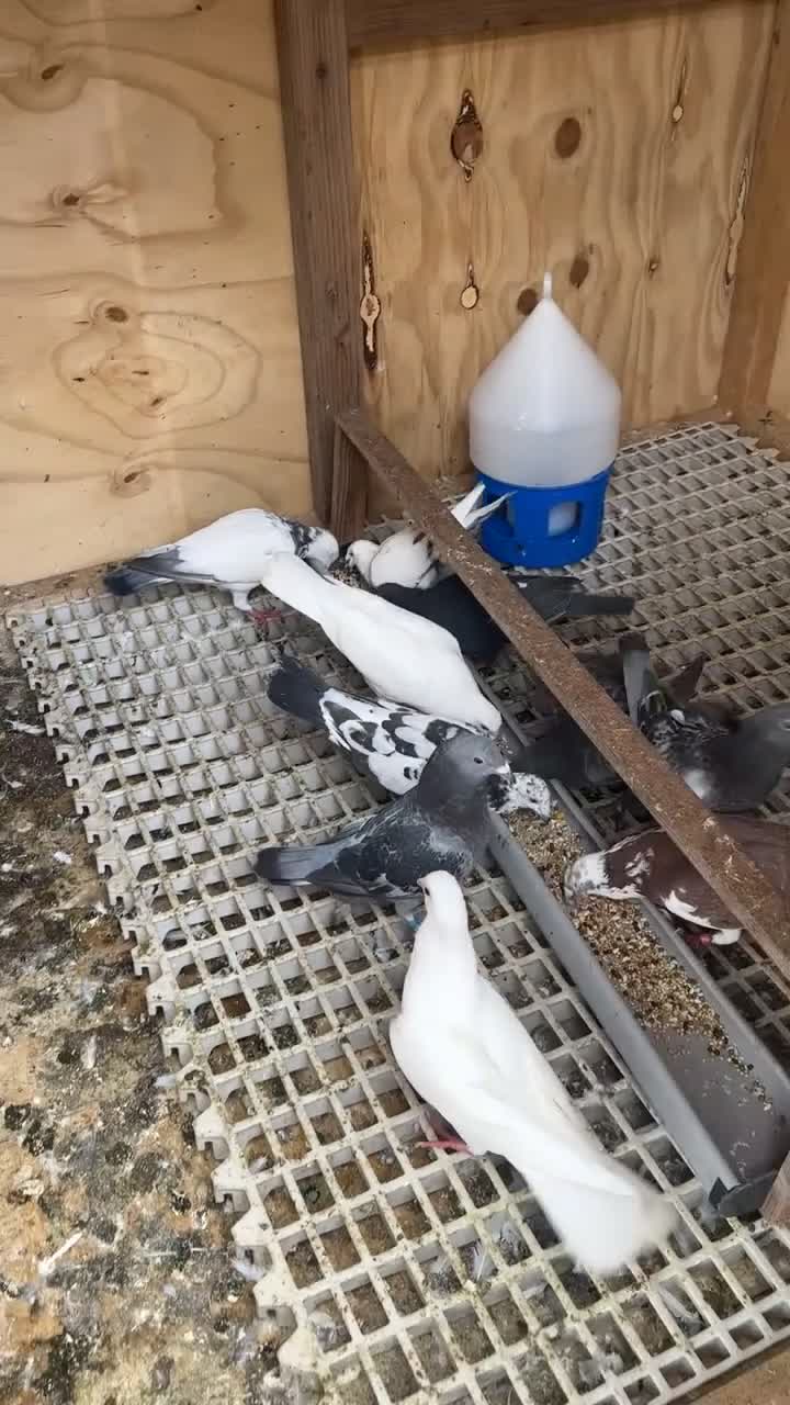 Pigeons birds for sale: Racing pigeons  in Bolton - Video 1